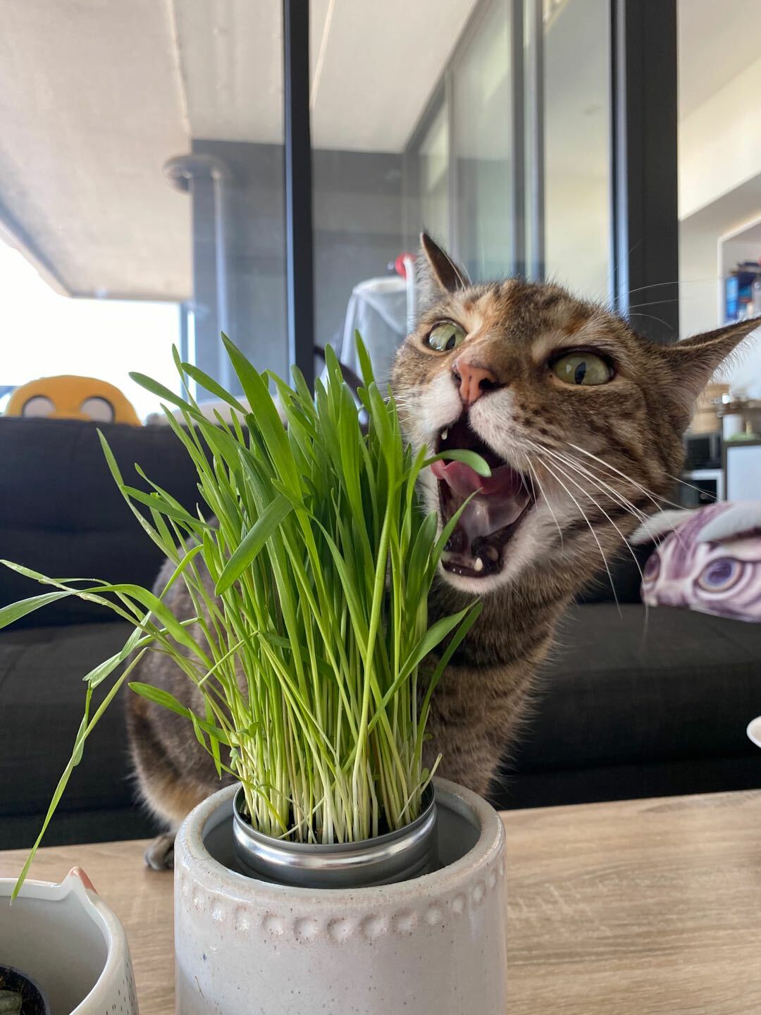 Pre-grown Organic Cat Grass in a pot
