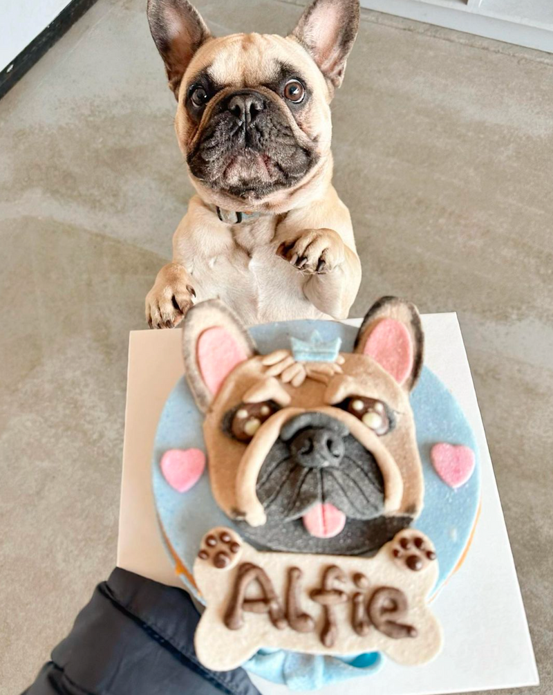 Supaw Pet Bakery Melbourne - Dog Birthday Cake | Cupcakes | Pet Treats