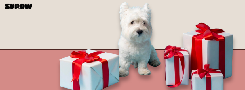 Personalised Dog  Birthday Gifts That Are Truly Special