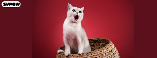 Can Cat Eat Sugar? Here's the Real Answer