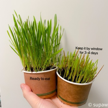 Pre-grown Organic Cat Grass in a pot