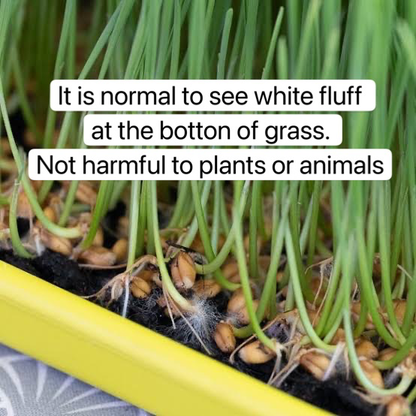 Pre-grown Organic Cat Grass in a pot