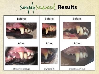 100% Organic Simply Seaweed Pet Dental Remedy