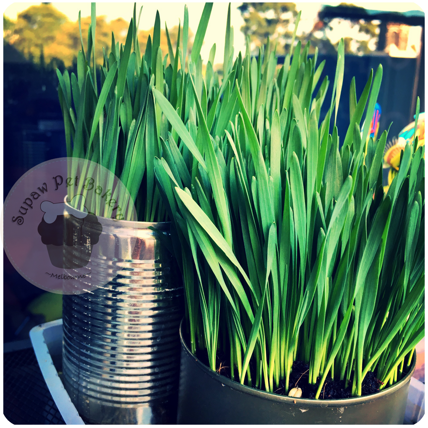 Pre-grown Organic Cat Grass in a pot