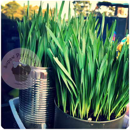 Pre-grown Organic Cat Grass in a pot