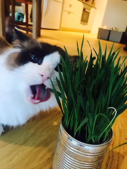 Pre-grown Organic Cat Grass in a pot