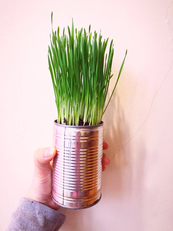 Pre-grown Organic Cat Grass in a pot
