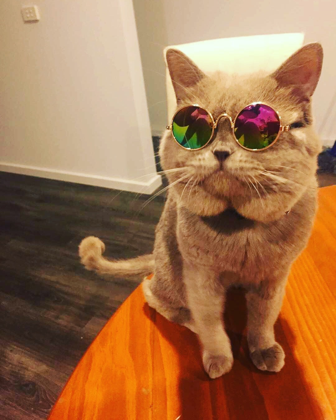 Cool Sunglasses Shades